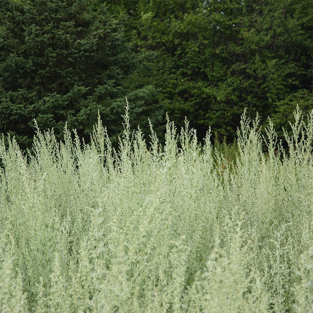 Absinthe Grande Biologique Les Jardins de l'Écoumène