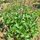 Basilic Sacré Biologique Les Jardins de l'Écoumène - La Boite à Grains