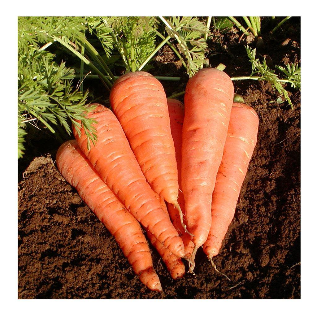 Carrot Danvers 126 Organic Les Jardins de l’Écoumène