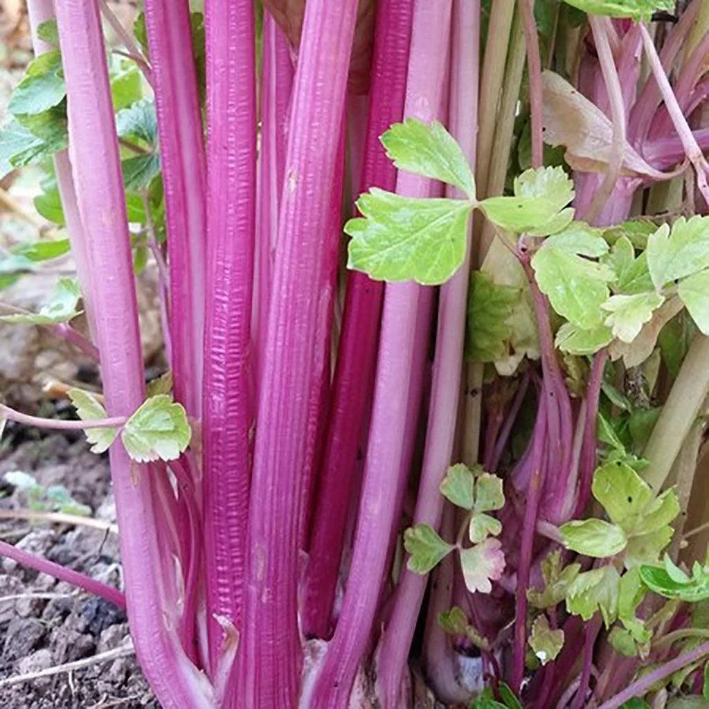 Céleri Chinese Pink Biologique Les Jardins de l'Écoumène - La Boite à Grains