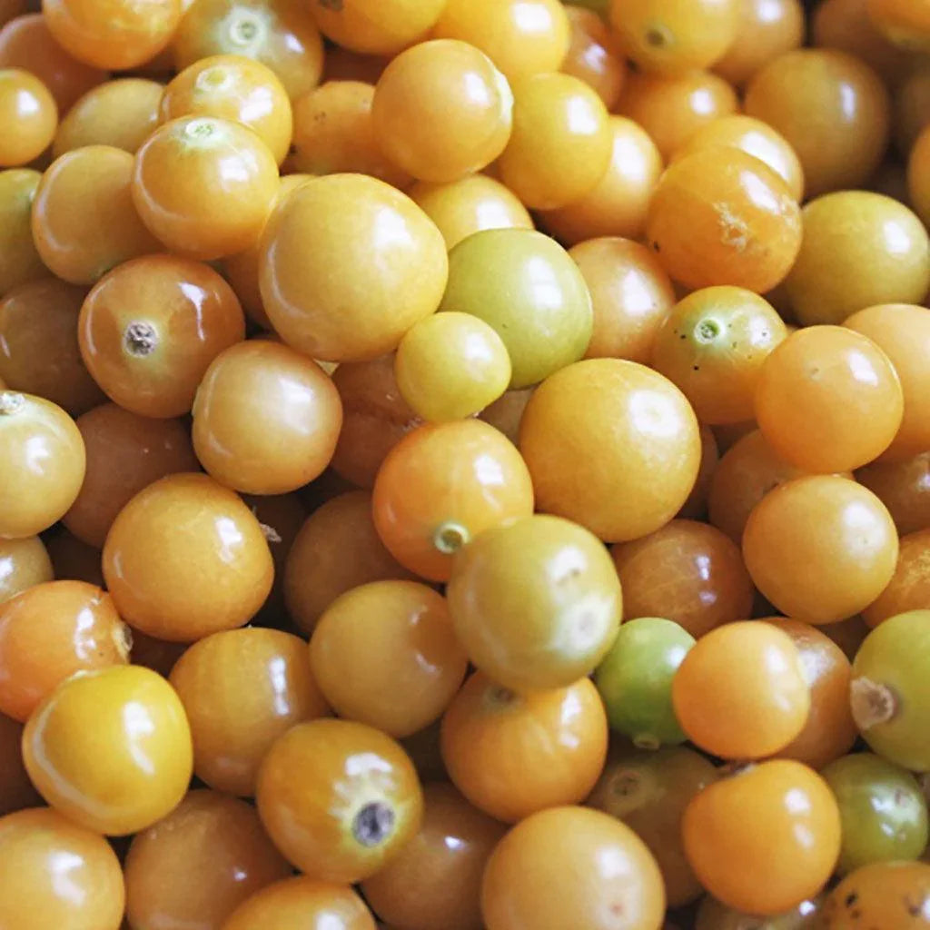 Organic Golden Husk Ground Cherry Les Jardins de l'Écoumène - La Boite à Grains