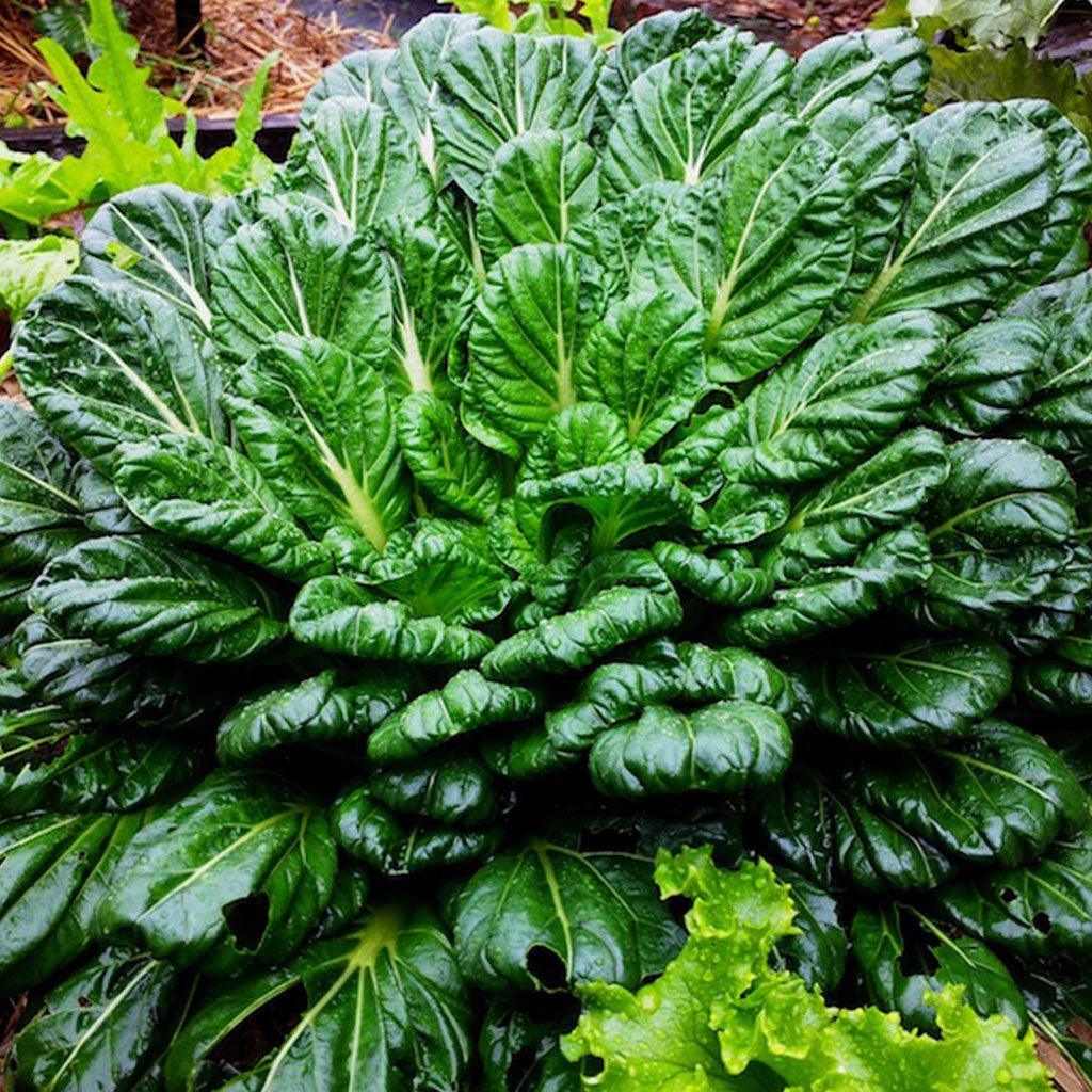 Organic Tatsoi Chinese Cabbage Les Jardins de l'Écoumène - La Boite à Grains