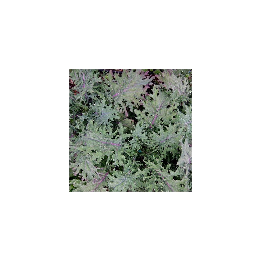 Red Ursa Kale Organic Les Jardins de l'Écoumène - La Boite à Grains