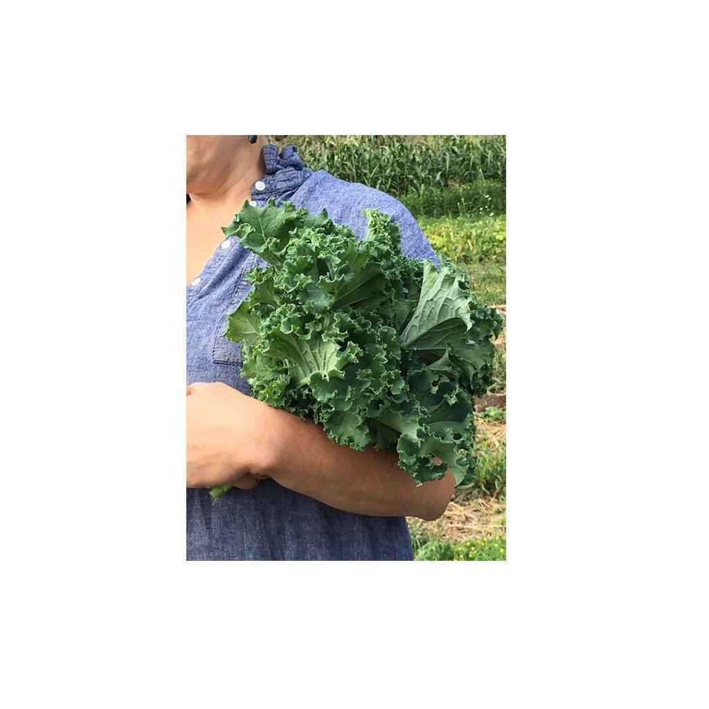 Organic Vates Kale (Seeds) Nordic Seeds - La Boite à Grains
