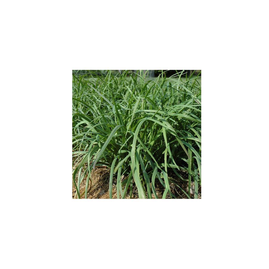 Organic Chinese Chives Les Jardins de l'Écoumène - La Boite à Grains
