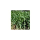 Organic Chinese Chives Les Jardins de l'Écoumène - La Boite à Grains