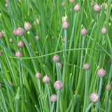 Organic Garden Chives Les Jardins de l’Écoumène - La Boite à Grains