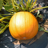 Organic Cheyenne Bush Pumpkin Les Jardins de l'Écoumène - La Boite à Grains