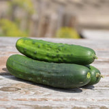 Organic Early Russian Pickle Cucumber Les Jardins de l'Écoumène - La Boite à Grains