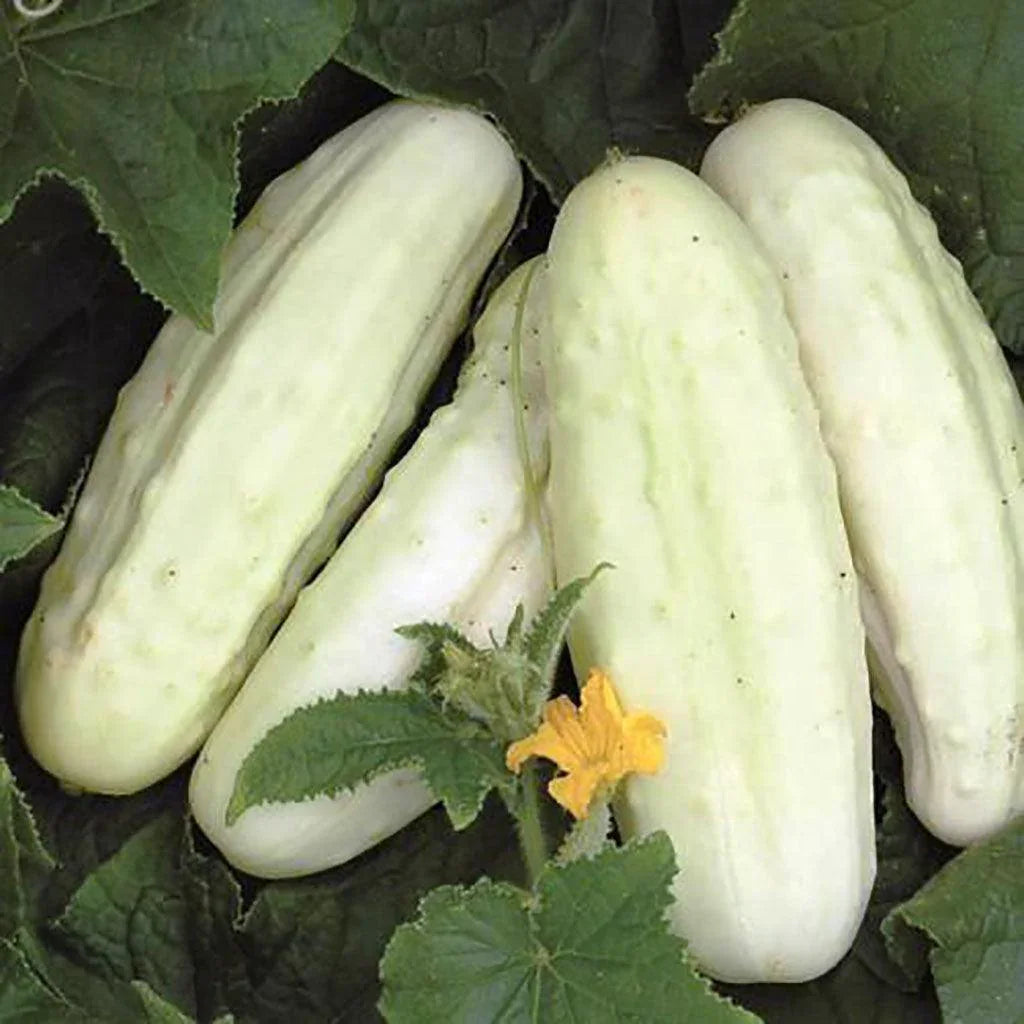 Concombre Blanc de Hollande Biologique Les Jardins de l'Écoumène - La Boite à Grains