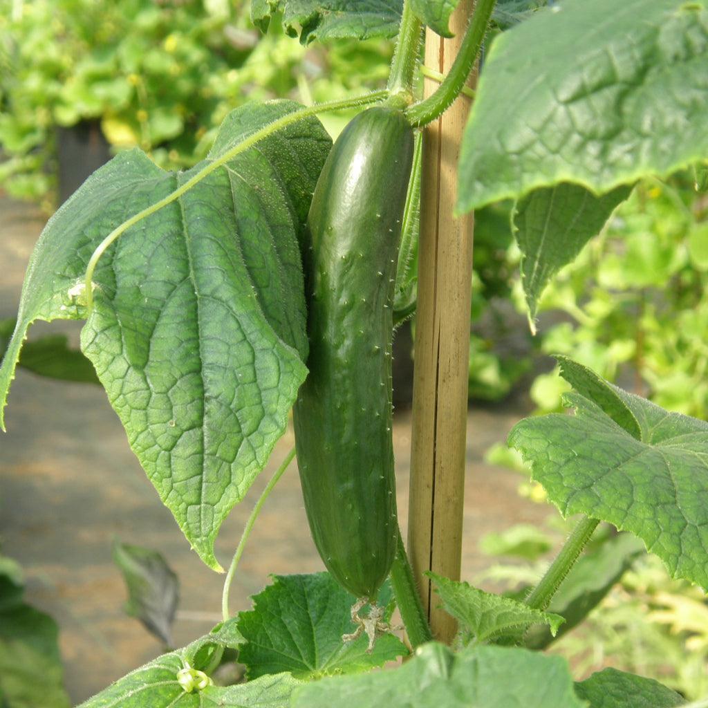 Concombre Libanais Green Finger Biologique Les Jardins de l'Écoumène - La Boite à Grains