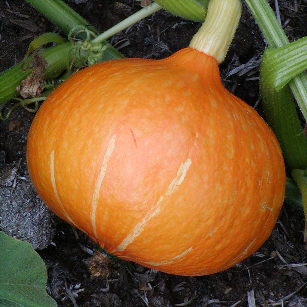 Courge Potimarron Red Kuri Biologique Les Jardins de l'Écoumène - La Boite à Grains