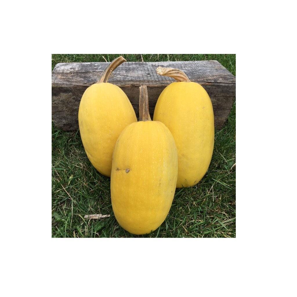 Organic Spaghetti Squash (Seeds) Nordic Seeds - La Boite à Grains