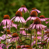 Organic Purple Echinacea Les Jardins de l'Écoumène - La Boite à Grains