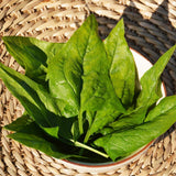 Organic Verdil Spinach Les Jardins de l'Écoumène - La Boite à Grains
