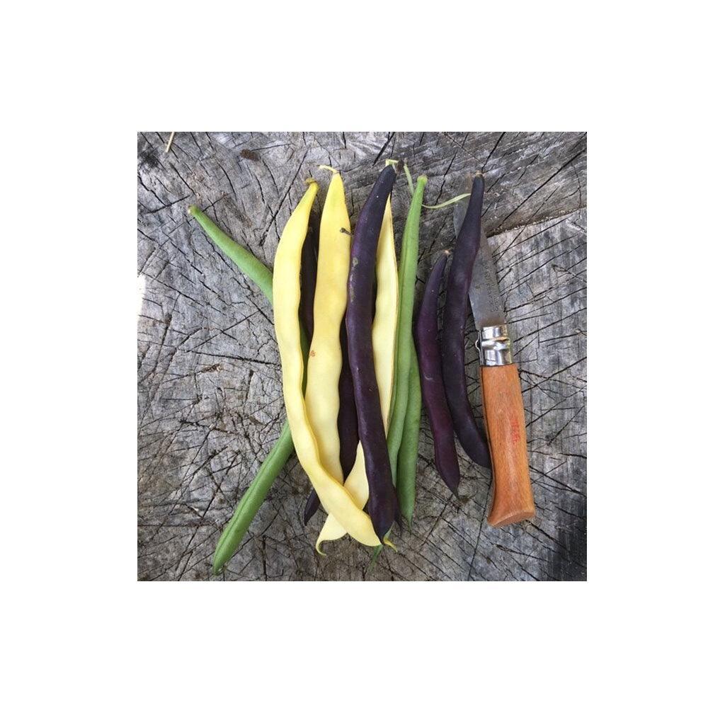 Climbing Beans Organic Mix (Seeds) Nordic Seeds - La Boite à Grains