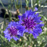organic cornflower les Jardins de l'Écoumène - La Boite à Grains