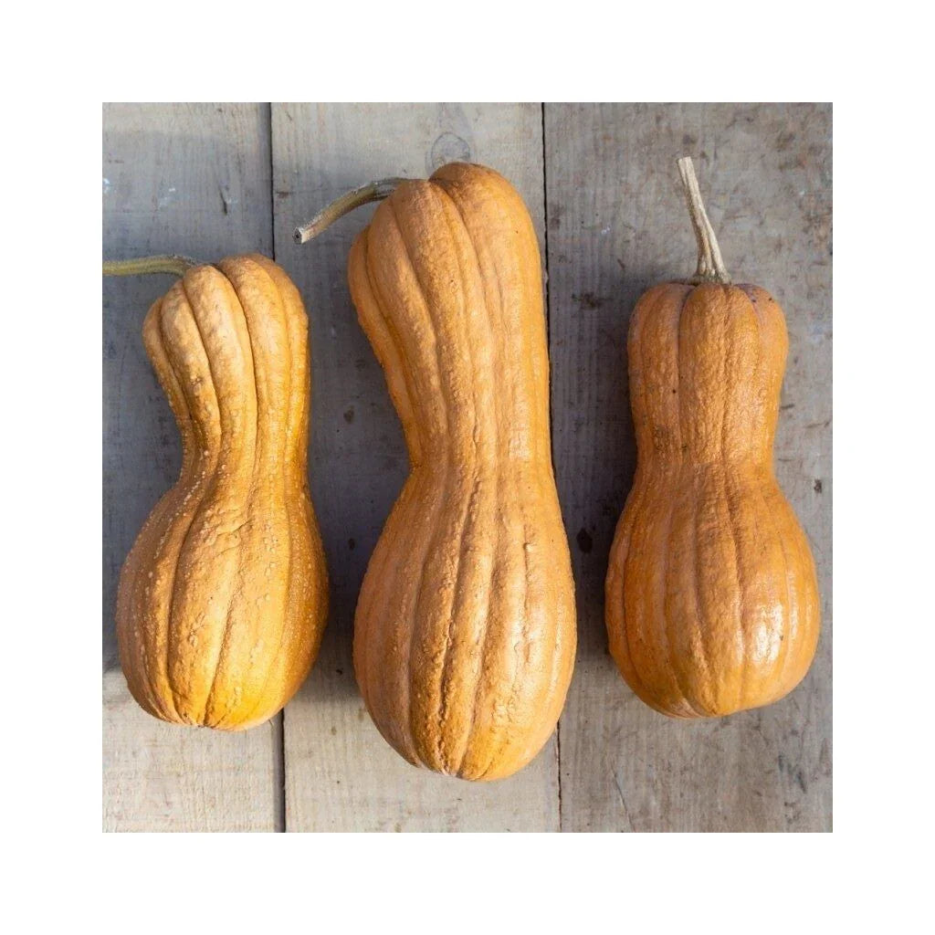 courge Butternut Violina Les Jardins de l'Écoumène - La Boite à Grains