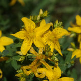 organic common St. John's wort Les Jardins de l'Écoumène - La Boite à Grains