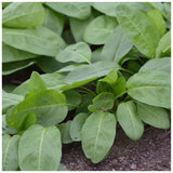 organic sorrel spinach Les Jardins de l’Écoumène - La Boite à Grains