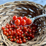 tomate cerise Spoon biologique Les Jardins de l'Écoumène - La Boite à Grains