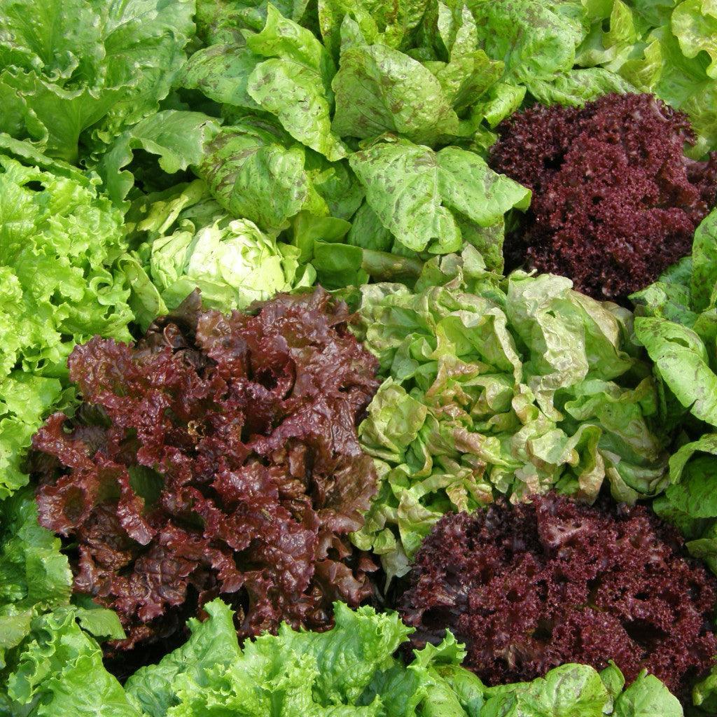 Laitue en Mélange Biologique Les Jardins de l'Écoumène - La Boite à Grains