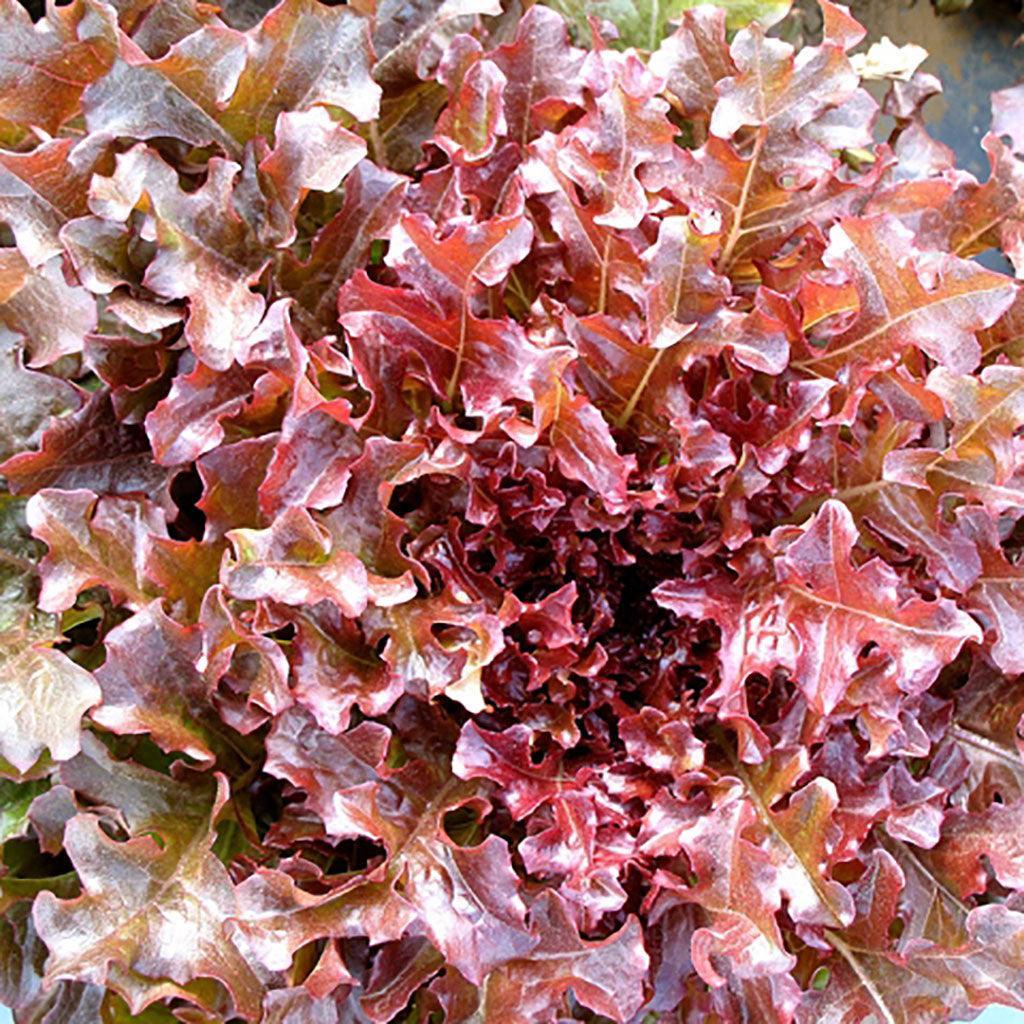 Laitue Feuille de Chêne Rouge Biologique Les Jardins de l'Écoumène - La Boite à Grains