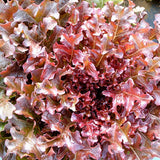 Laitue Feuille de Chêne Rouge Biologique Les Jardins de l'Écoumène - La Boite à Grains