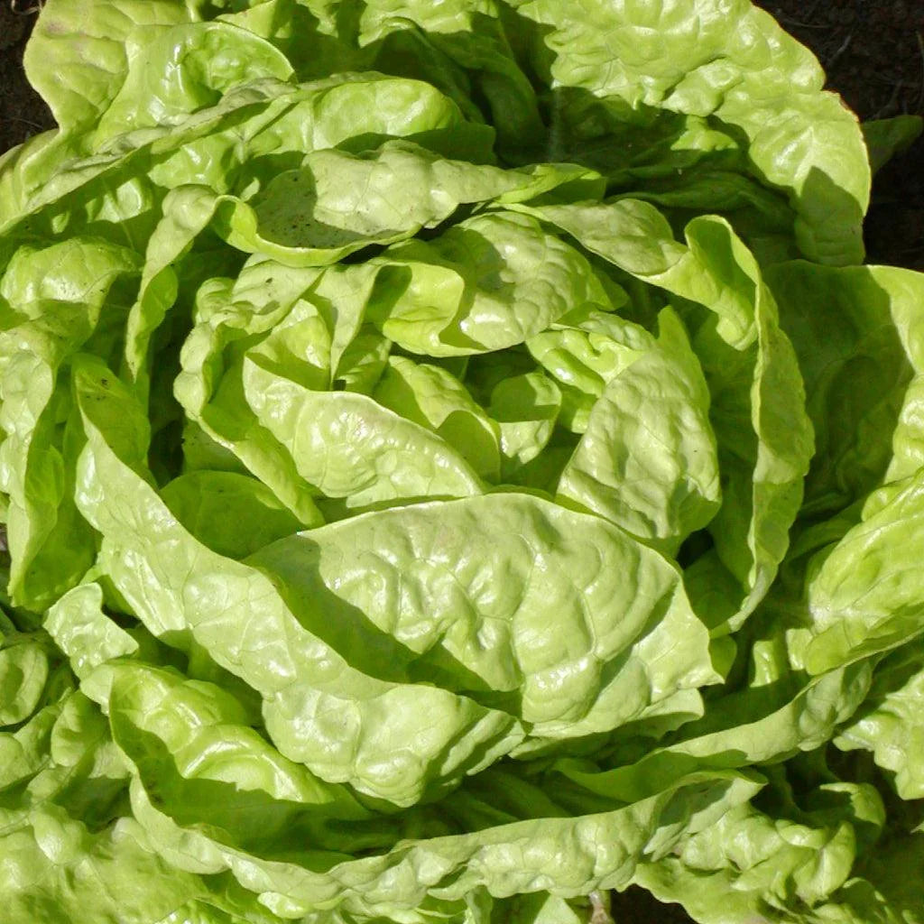 Buttercrunch Bibb Organic Lettuce Les Jardins de l'Écoumène - La Boite à Grains