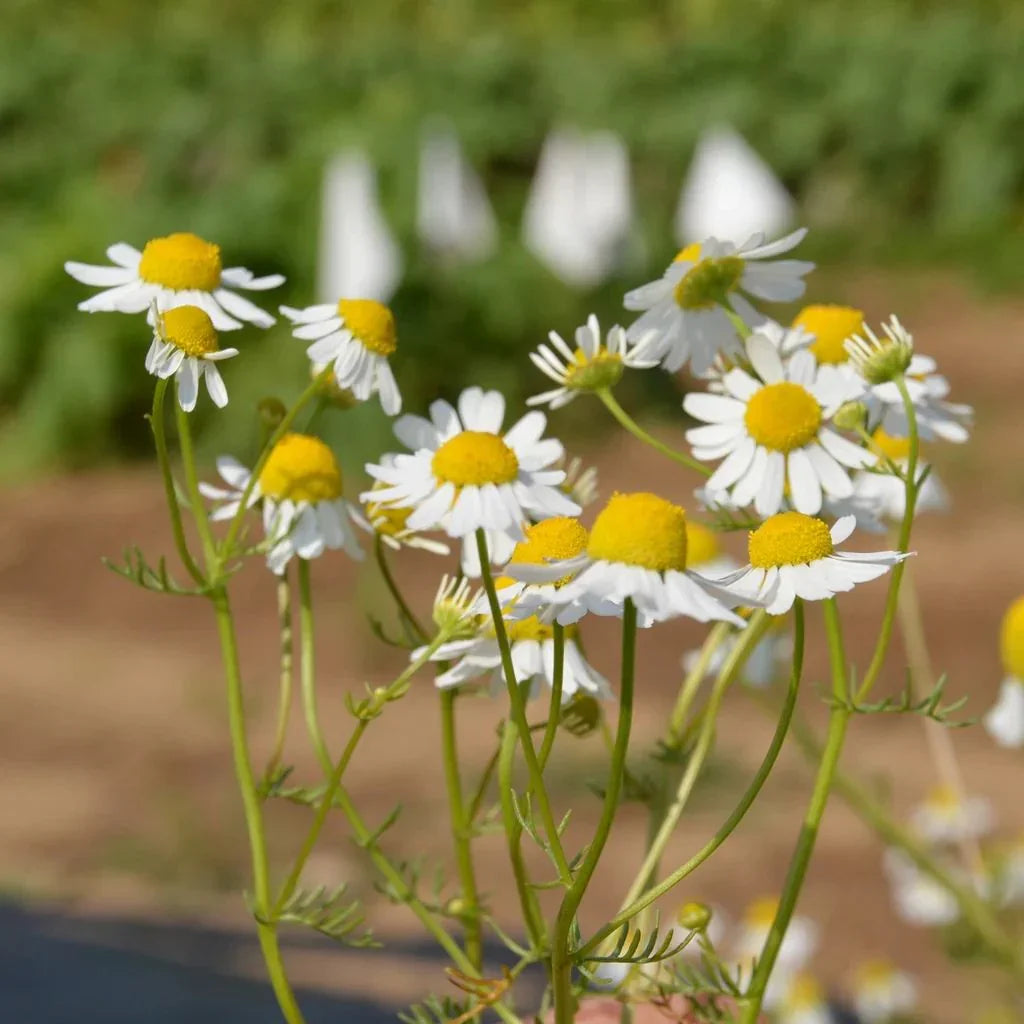 German chamomile Les Jardins de l'Écoumène - La Boite à Grains