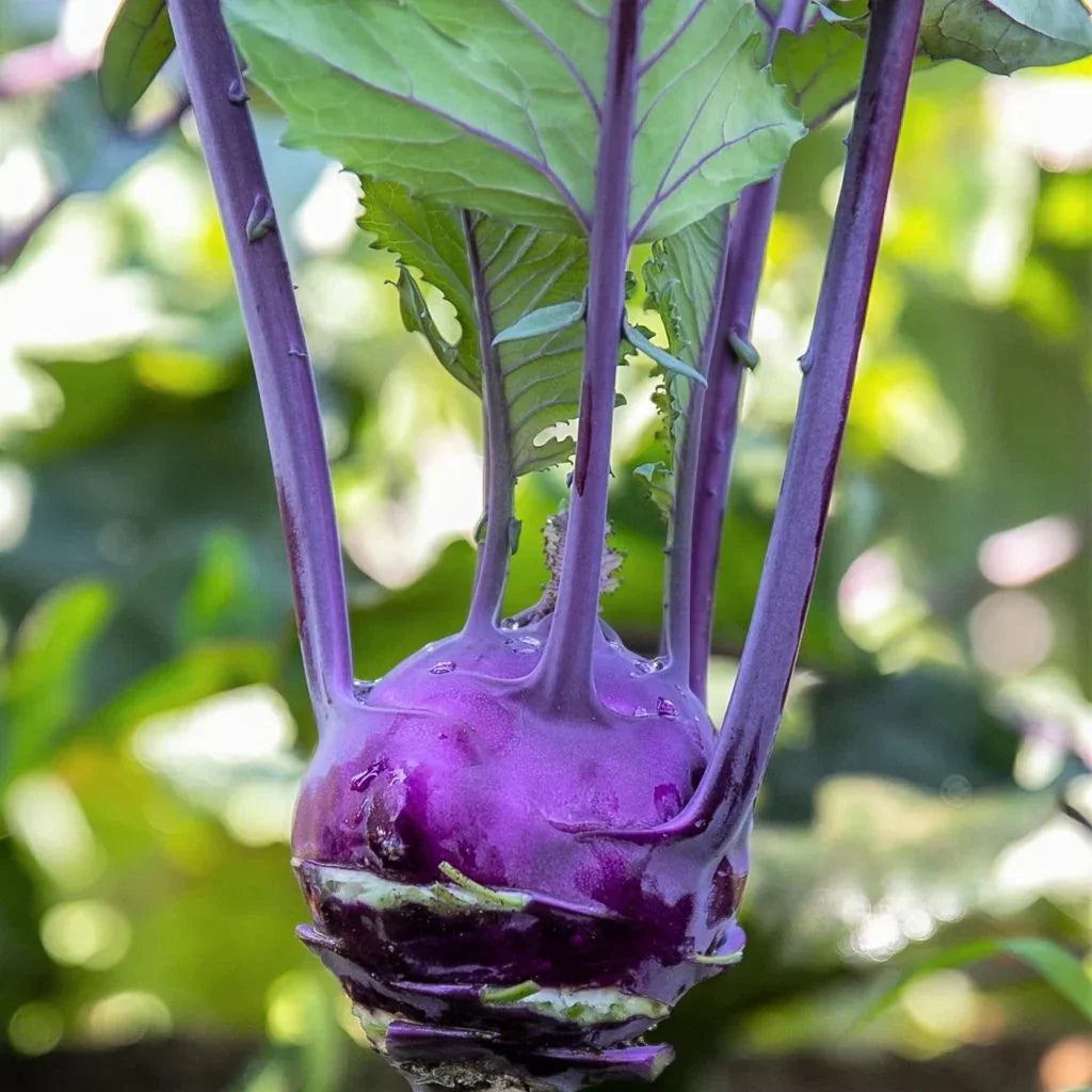 early purple kohlrabi from Vienne Les Jardins de l’Écoumène - La Boite à Grains