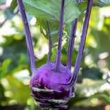 early purple kohlrabi from Vienne Les Jardins de l’Écoumène - La Boite à Grains