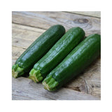 courgette Dak Green biologique Les Jardins de l'Écoumène- La Boite à Grains
