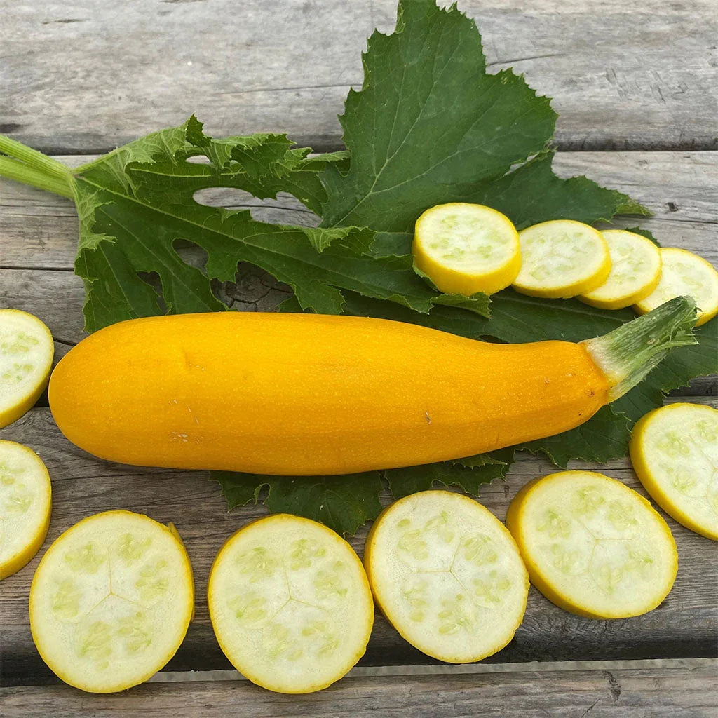 yellow zucchini Les Jardins de l’Écoumène - La Boite à Grains