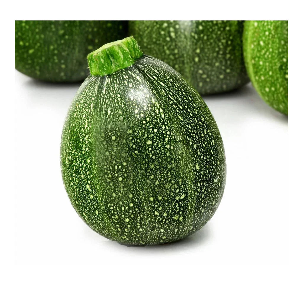 courgette ronde de Nice Les jardins de l'Écoumène - La Boite à Grains