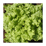 organic Black Seeded Simpson leaf lettuce Les Jardins de l'Écoumène - La Boite à Grains