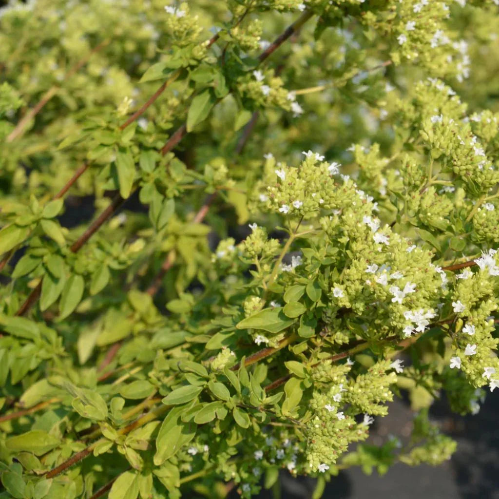 Greek oregano Les Jardins de l'Écoumène - La Boite à Grains