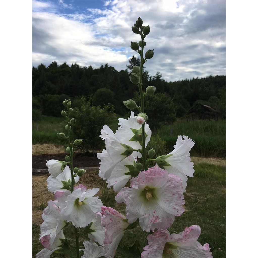 Mélange de Roses Trémières Hollyhock Mix Biologique (Semences) Semences Nordiques - La Boite à Grains