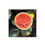 Organic Blacktail Mountain Watermelon (Seeds) Nordic Seeds - La Boite à Grains