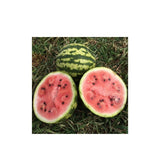 Sweet Dakota Rose Watermelon Organic (Seeds) Nordic Seeds - La Boite à Grains