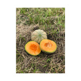 Organic Oka Melon (Seeds) Nordic Seeds - La Boite à Grains