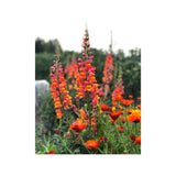 Snapdragon Dark Orange Organic (Seeds) Nordic Seeds - La Boite à Grains