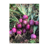 Organic Rossa di Milano Onion (Seeds) Nordic Seeds - La Boite à Grains