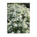 Orlaya Organic (Seeds) Nordic Seeds - La Boite à Grains