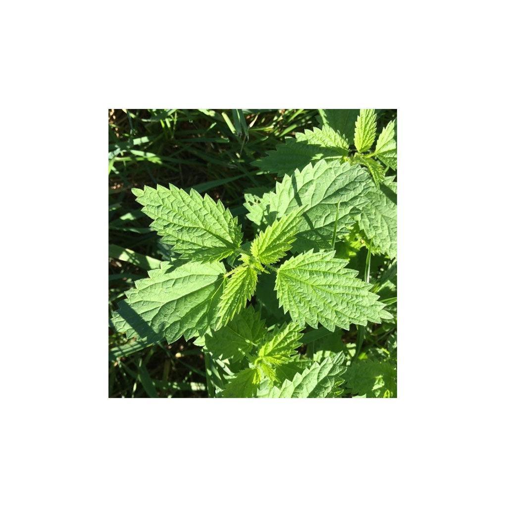 Organic Nettle (Seeds) Nordic Seeds - La Boite à Grains