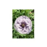 Organic Amazing Gray Poppy (Seeds) Nordic Seeds - La Boite à Grains