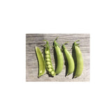 Organic Cascadia Pea (Seeds) Nordic Seeds - La Boite à Grains