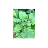 Rapini Organic (Seeds) Nordic Seeds - La Boite à Grains