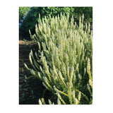 Reseda Alba White Mignonette Organic (Seeds) Nordic Seeds - La Boite à Grains
