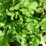 Roquette de Jardin Biologique Les Jardins de l'Écoumène - La Boite à Grains